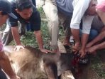 Masyarakat Martapotan Langgapayung Ramaikan Masjid dan Sembelih Enam Lembu Qurban