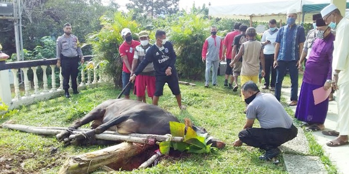 Polres Bintan Sembelih Empat Sapi Dua Kambing