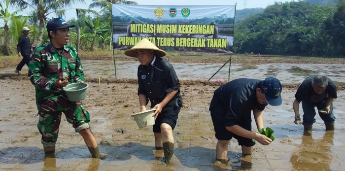 Antisipasi Dampak Kemarau Panjang, Purwakarta Andalkan Tanam Padi Gowah
