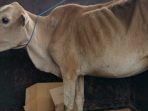 Polsek Padang Tualang Berhasil Ungkap Pencuri Lembu