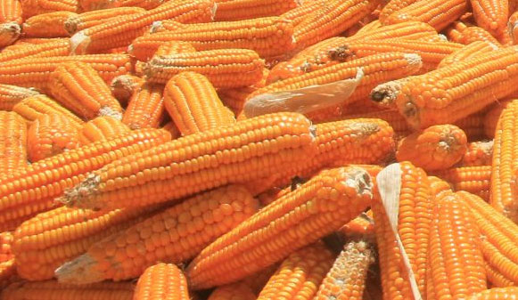 DPRD Soroti Program Pengadaan Bibit Jagung Rp6,1 M di Toba