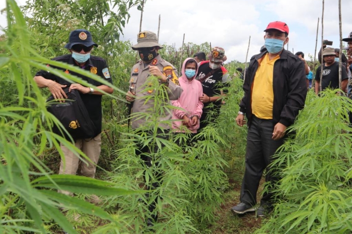 Polisi Tangkap Pemilik Ladang Ganja di Dairi