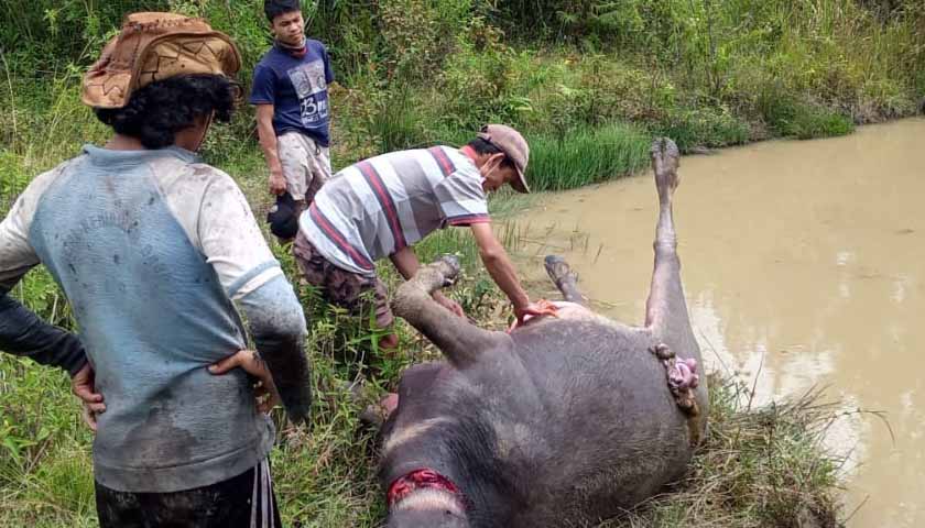 kerbau mati diracun