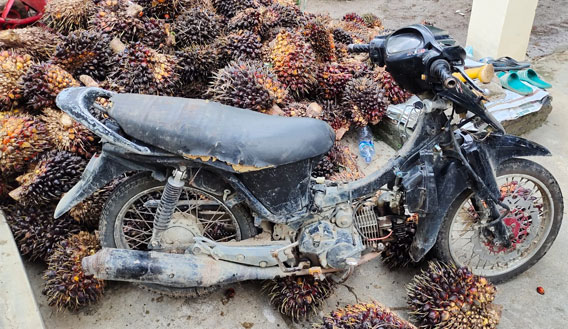 Sekuriti Tangkap Maling TBS Kelapa Sawit Kebun Pabatu