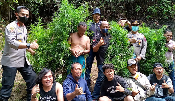 Polisi Temukan Ladang Ganja di Simanindo
