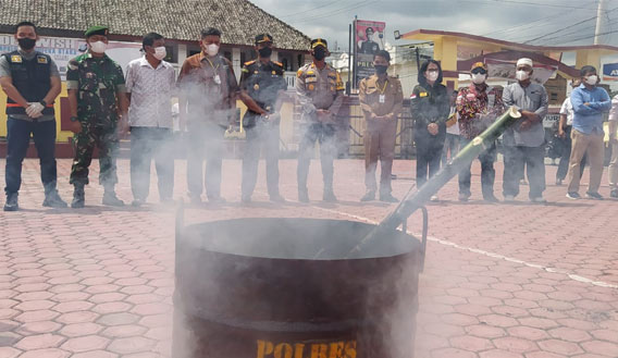 Polres Samosir Musnahkan 158 Pohon Ganja Lengkap