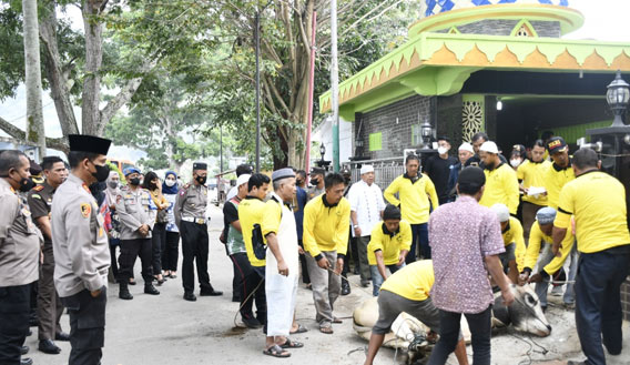 Kapolres Samosir Serahkan Sapi Kurban di Masjid Al Hasanah Pangururan