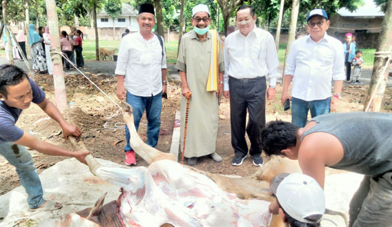 Meriahkan Idul Adha PDI Perjuangan Sumut Sembelih Tujuh Lembu