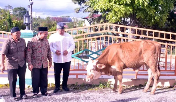 Bupati Eddy Berutu Serahkan Satu Ekor Lembu Kurban di Masjid Agung