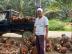 Petani Kelapa Sawit Labusel Menjerit