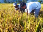 Lumban Huala, Percontohan Sistem Tanam Padi Jarwo