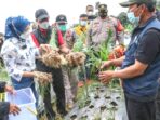 Kecamatan Bojong Jadi Sentra Produksi Bawang Merah