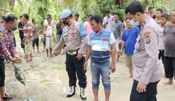 Tukang Dodos Temukan Agustina Boru Turnip di Kebun Sawit