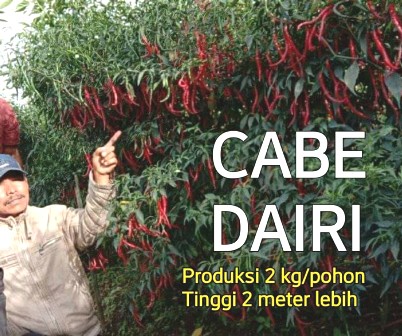 Kabupaten Dairi Siap Penuhi Kebutuhan Cabai di Medan