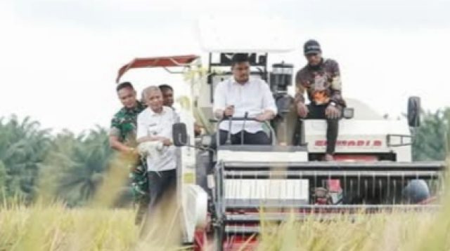 Gubernur Sumut Panen Raya Padi Serentak