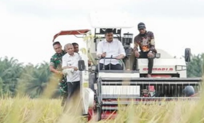 Gubernur Sumut Panen Raya Padi Serentak