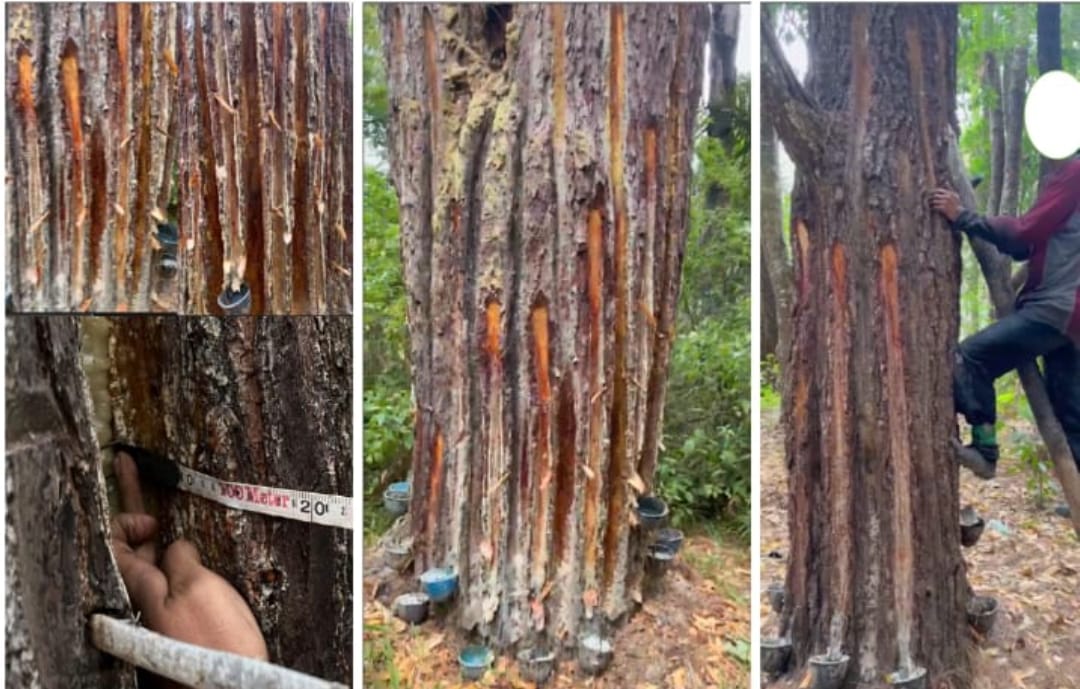 Masyarakat Pardomuan Nauli Juga Protes KTH Sepaket Klaim Lahan