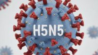 virus_h5n5