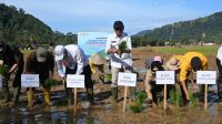 WAGUB-TAPTENG-Reabilitasi Lahan Sawah-7 Groundbreaking