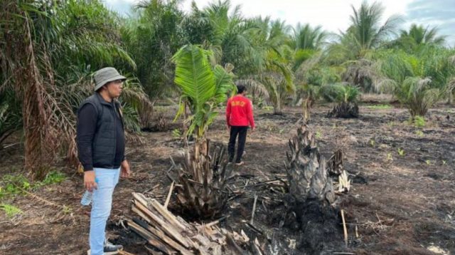 Bencana Karhutla Pelelawan
