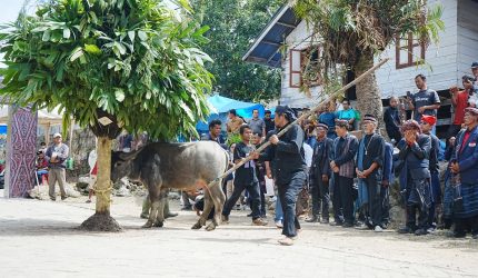 Melestarikan Tradisi Leluhur, Pemkab Samosir Sukses Gelar Ritual Horja Bius di Pusuk Buhit