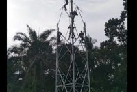 Aktivitas pekerja sedang merakit dan membangun menara telekomunikasi milik PT Protelindo di Desa Pulo Dogom, Kecamatan Kualuh Hulu, Kabupaten Labuhanbatu Utara, Selasa (12/5/2026). Foto: Ist.