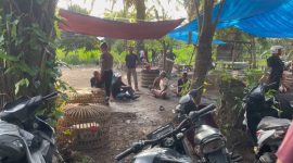 Polsek Sunggal menggerebek lokasi judi sabung ayam di Desa Serbajadi, Kecamatan Sunggal, Kabupaten Deli Serdang, Sumatera Utara, Rabu (20/5/2026). Foto: Ist.
