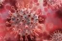 Amerika Serikat menetapkan wabah hantavirus sebagai respons darurat Level 3. Foto: Ist.