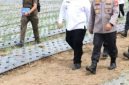 Bupati Samosir Vandiko Timotius Gultom (berbaju putih) bersama Kapolda Sumatera Utara Irjen Pol. Whisnu Hermawan Februanto meninjau langsung perkembangan tanaman bawang putih di Desa Maduma, Kecamatan Simanindo, Rabu (10/6/2026). Foto: Ist.