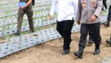 Bupati Samosir Vandiko Timotius Gultom (berbaju putih) bersama Kapolda Sumatera Utara Irjen Pol. Whisnu Hermawan Februanto meninjau langsung perkembangan tanaman bawang putih di Desa Maduma, Kecamatan Simanindo, Rabu (10/6/2026). Foto: Ist.