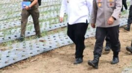 Bupati Samosir Vandiko Timotius Gultom (berbaju putih) bersama Kapolda Sumatera Utara Irjen Pol. Whisnu Hermawan Februanto meninjau langsung perkembangan tanaman bawang putih di Desa Maduma, Kecamatan Simanindo, Rabu (10/6/2026). Foto: Ist.