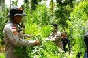 Personel gabungan Polres Lhokseumawe dan instansi terkait saat memusnahkan ladang ganja seluas 2 hektare di Gampong Teupin Rusep, Kecamatan Sawang, Aceh Utara, dengan cara dicabut dan dibakar. Foto: Ist.