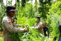 Personel gabungan Polres Lhokseumawe dan instansi terkait saat memusnahkan ladang ganja seluas 2 hektare di Gampong Teupin Rusep, Kecamatan Sawang, Aceh Utara, dengan cara dicabut dan dibakar. Foto: Ist.