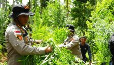 Personel gabungan Polres Lhokseumawe dan instansi terkait saat memusnahkan ladang ganja seluas 2 hektare di Gampong Teupin Rusep, Kecamatan Sawang, Aceh Utara, dengan cara dicabut dan dibakar. Foto: Ist.