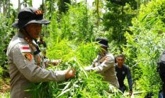 Polres Lhokseumawe Musnahkan Ladang Ganja Seluas 2 Hektare, Dua Tersangka Diamankan