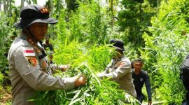 Personel gabungan Polres Lhokseumawe dan instansi terkait saat memusnahkan ladang ganja seluas 2 hektare di Gampong Teupin Rusep, Kecamatan Sawang, Aceh Utara, dengan cara dicabut dan dibakar. Foto: Ist.