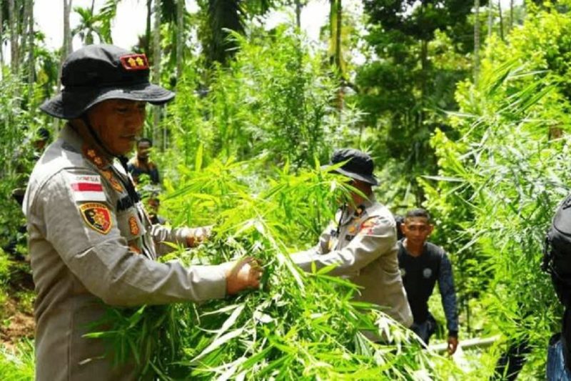 Personel gabungan Polres Lhokseumawe dan instansi terkait saat memusnahkan ladang ganja seluas 2 hektare di Gampong Teupin Rusep, Kecamatan Sawang, Aceh Utara, dengan cara dicabut dan dibakar. Foto: Ist.