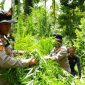 Personel gabungan Polres Lhokseumawe dan instansi terkait saat memusnahkan ladang ganja seluas 2 hektare di Gampong Teupin Rusep, Kecamatan Sawang, Aceh Utara, dengan cara dicabut dan dibakar. Foto: Ist.