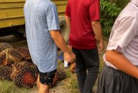 Truk pengangkut kelapa sawit dalam posisi terguling di tepi jalan, dengan muatan buah sawit berserakan di sekitar lokasi tempat siswi berjalan kaki. Foto: Ist.