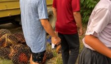 Truk pengangkut kelapa sawit dalam posisi terguling di tepi jalan, dengan muatan buah sawit berserakan di sekitar lokasi tempat siswi berjalan kaki. Foto: Ist.