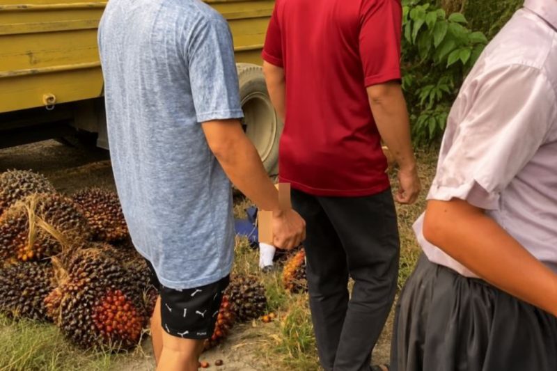 Truk pengangkut kelapa sawit dalam posisi terguling di tepi jalan, dengan muatan buah sawit berserakan di sekitar lokasi tempat siswi berjalan kaki. Foto: Ist.