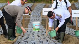 Bupati dan Kapolres Humbahas Tanam Bawang Putih Serentak. (Foto:Ist) 