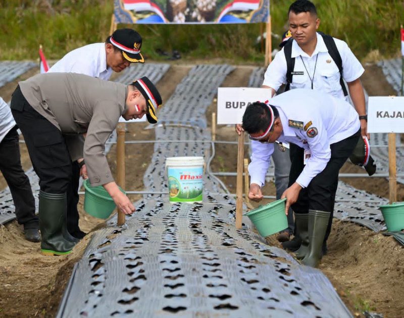 Bupati dan Kapolres Humbahas Tanam Bawang Putih Serentak. (Foto:Ist) 