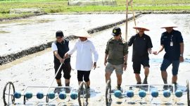 Program PM-AAS Gebrakan Baru Pertanian Samosir. (Foto:Ist) 