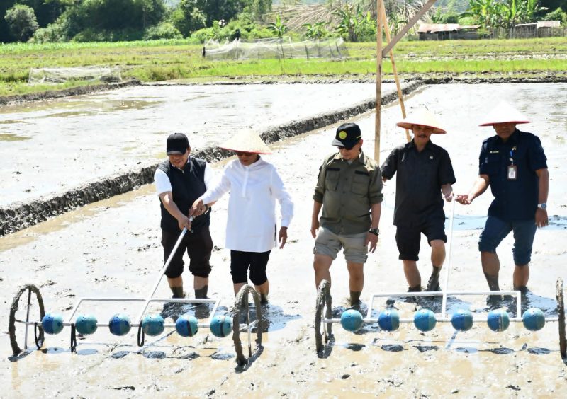 Program PM-AAS Gebrakan Baru Pertanian Samosir. (Foto:Ist) 
