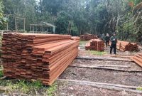 Kemenhut menindak pembalakan liar di kawasan Suaka Margasatwa (SM) Kerumutan, Riau. Foto: Ist.