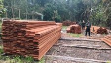 Kemenhut menindak pembalakan liar di kawasan Suaka Margasatwa (SM) Kerumutan, Riau. Foto: Ist.