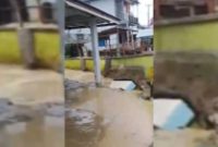 Banjir bandang merendam kawasan permukiman warga di Nagari Simpang Tonang, Kecamatan Dua Koto, Kabupaten Pasaman, Sumatera Barat, akibat luapan sungai setelah hujan deras. Foto: Ist.