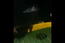 KMP Sumut II tampak kandas di perairan dangkal Pelabuhan Tigaras pada Jumat (4/9/2026) malam setelah terbawa angin kencang hingga keluar jalur pelayaran. Seluruh 22 penumpang dan delapan kendaraan selamat, kapal kemudian ditarik kembali ke pelabuhan dan sementara dihentikan beroperasi untuk pemeriksaan menyeluruh. Foto: Ist.