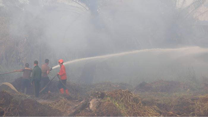 Sisa kebakaran hutan lahan di Kalimantan Barat memicu kemunculan kabut asap. Di Sumatera Utara, terdeteksi ada 14 kabupaten terpapar sebaran kabut asap. Foto: Ist.